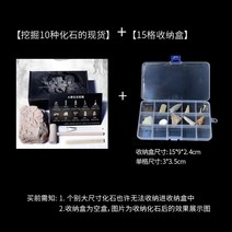 암모나이트화석 발굴키트 유물 발굴 화석 키트 고대유물 세트, 10종 발굴 + 플라스틱 보관함