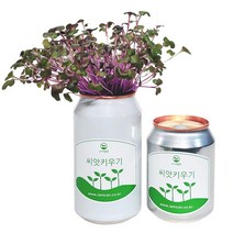 [아이엠캔] 새싹재배세트 귀리 1ea 씨앗 새싹 채소 키우기 키트 텃밭 모종 홈가드닝 베란다 미니 텃밭 유치원 어린이집 홈재배 유치원교구 관찰학습, 아이엠캔 귀리(소)