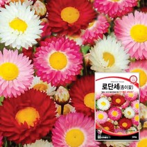 꽃씨몰 로단세종자 종이꽃씨 꽃씨앗 100립