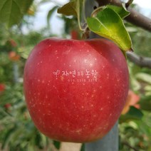 [나무판매] 자연농원 사과 나무 묘목 최소구매 2개이상, 홍로 (추석사과 )특묘