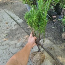 [상록수] 둥근주목 눈주목 묘목(분) 40-50cm, 1개