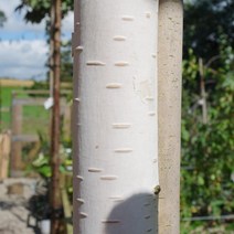 트리팜 잭큐몬티자작나무 2년생포트(키120cm)