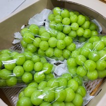 비씨컴퍼니 프리미엄 고당도 샤인머스켓 망고포도, 1kg (1~2수 특품), 1개