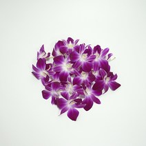 양난 100송이 덴파레 대용량, 단품