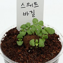 스위트 바질 키우기 서울주말농장 생 스마트팜교육 스윗 씨앗 식용꽃 컵