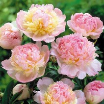 작약(라즈베리선데이)3~5촉뿌리/묘목/F0987, 1개