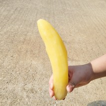 무주 햇 야콘 생식 즙용, 못난이 야콘 5kg 즙용(작거나 부러짐)