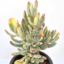 원종방울복랑금 키우기 쉬운 예쁜 다육 식물1-150, 단품