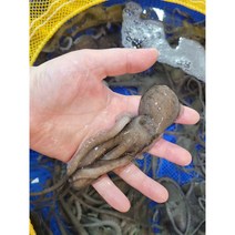 [신안/목포]타우린과 아미노산 무기질이 풍부한 보양식품 갯벌 산 낙지10미(소 중소 중 중대)산소포장, 중소낙지 10미(80~90g내외)