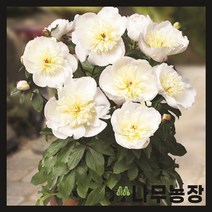 (나무농장) 왜성 향수작약(마드리드) 포트, 1개