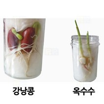 여러 가지 식물의 한살이 1인/과학 실험 키트 교구 도구 만들기