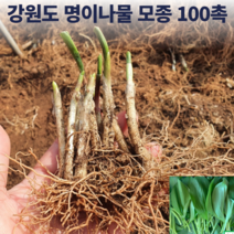 국산 강원도 홍천 울릉도 종 토종 산마늘 명이나물 모종 판매 종근 종자 5년생 6년생 4년생 50촉 50주 100촉, 명이모종 100촉