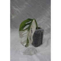 아큐미나타 바리에가타 (5) 희귀식물 동동플랜츠 관엽식물 정글플랜츠