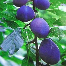 특묘목 1주 과실수 묘목 서양자두 유실수 롱존 74622EA, 본상품선택