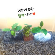 [상상아쿠아] 나나 활착, 골든나나, 3가지 삼총사 1세트