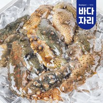 통영 산지직송 자연산 활 해삼, 해삼 800g