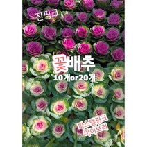 꽃배추-10개or20개/노지월동최강 추워야 더예쁜 꽃배추, 10개