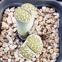 살리콜라 다유기 리톱스 꽃 예쁜 다육 식물 다육이 랜덤125, 단품
