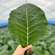 농산물마루 유기농 케일 신선초 1kg / 2kg/ 각 1kg, 케일+신선초 2kg (각1kg), 2kg, 1개