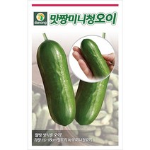 맛짱미니청오이 씨앗 10립, 없음, 단품없음