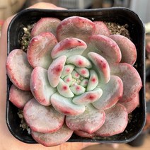 아리엘 다육식물 묵은둥이 용인수다육