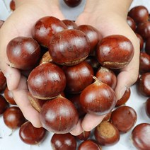 공주 정안 옥광 햇 밤 고소함 생밤 산지직송, 1박스, 옥광특2Kg