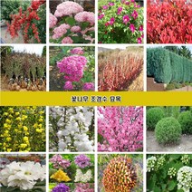 꽃나무 조경수묘목 장미 조팝나무 꽃댕강나무 회양목 측백나무 편백나무 개나리 진달래 철쭉 영산홍 매화나무 벚나무 능소화 치자나무 남천 함박꽃 목단 배롱나무 홍도화 라일락, 무궁화나무