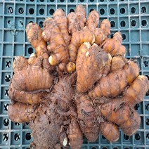시골팜 생산자직발송 강황종자(특) 심는법 판매자 팁 1kg, 시골팜 생산자직발송 강황종자(특) 1kg