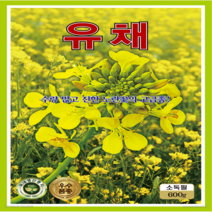 OK농장 [[민들레] 백화민들레(100립)] 민들레씨앗 백화민들레씨앗 종묘 묘종 씨앗 채소씨앗 꽃씨앗(KS종묘)