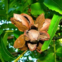 서양호두나무 묘목 / 접1년생 / 피칸 (엑셀) 맛과영양이 뛰어난 서양의 호두 FT215, 1개