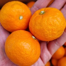 참좋은 제주 산지직송 카라향 감귤 가정용 선물용, 가정용 5kg 대과, 1개