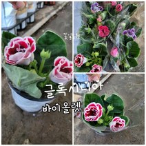 글록시니아 바이올렛 빨강 투톤 특 랜덤 공기정화식물/미세먼지/공기정화효과 공기정화식물