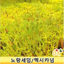 황금세덤 관련 상품 TOP 추천 순위