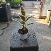 꽃백화점 수채화고무나무 반려식물 인기식물 15~30cm 45, 1개