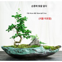 화분 도자기 개성 라지 사이즈 분경 미세경관 분재 녹식녹라 중 가정용, 분재 분지-부드러운 항해, 빅, 1개