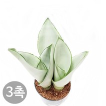 도도팜 아이비 식물 스킨답서스 행운목 개운죽 풍란 행운목 테이블야자 호야 몬스테라 산호수 율마 천냥금 오렌지자스민 수퍼바 산세베리아 금전수 스파트필럼 스투키 문샤인 남천 고무나무, 55. 문샤인 (3촉) 1개