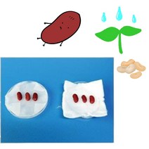 강낭콩 씨앗 발아 조건 과정 관찰 키트 5인 초등학교과학교구