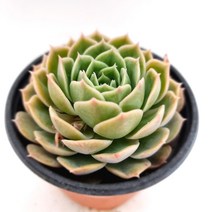 티피 예쁜 다육 랜덤 0413, 단품, 1개