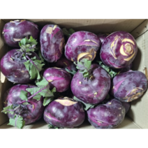 달콤한 아삭한 콜라비 5kg 생 햇 산지직송 보라색 무 고당도 국내산 자색 특품질 영양가득 무농약 제철 농장직송 대왕, 1개