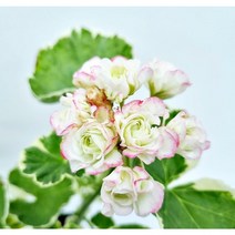 제라늄 로즈버드 화이트링 (소품)