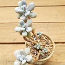 아메치스 3두 목대 키우기 쉬운 다육 랜덤발송 분포함3-170, 단품