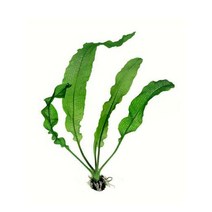 레이스 플랜츠(아포노게톤 베르니에리아누스) 1개 /레이스플랜트