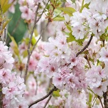 묘목/ 직립 왕벚나무 묘목 아미노가와 특묘 J313