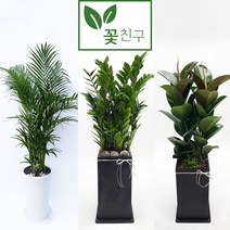 꽃친구 해피트리 킹벤자민 떡갈고무나무 뱅갈고무나무 홍콩야자 황금죽 녹보수 극락조 금전수 돈나무 소형 중형 대형 개업 축하 화분, 뱅갈고무나무 사각분 2호, 물받이바퀴받침(10.000원)