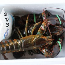 최상급 활 랍스타 캐나다산(항공직송) 바닷가재 500g 1kg, 1개, 랍스터 (700g×1마리)+(800g×1마리)