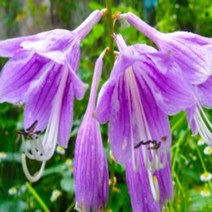 좀무늬비비추/포트(5개묶음)/묘목/모종/k0167