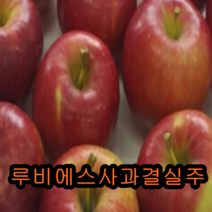 루비에스(미니사과)사과 결실주 나무 묘목 과일나무 유실수