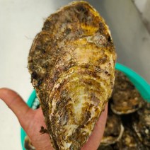 프레시퍼스트 산지직송 통영석화 각굴 삼배체굴 특대왕굴 벚굴, 삼배체석화3kg, 1개