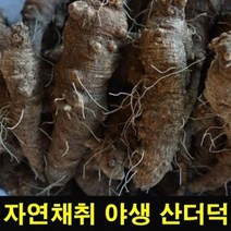 고씨네 야생산더덕500g 더덕 강원도더덕 야생더덕 _ 96589EA, one color, free, 1