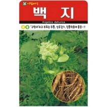 AR 백지 구릿대 좋은 씨앗 100립